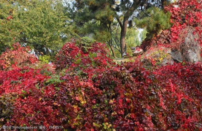 爬墙虎彩叶风景图片