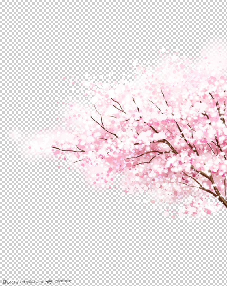 樱花品种粉色樱花装饰图片
