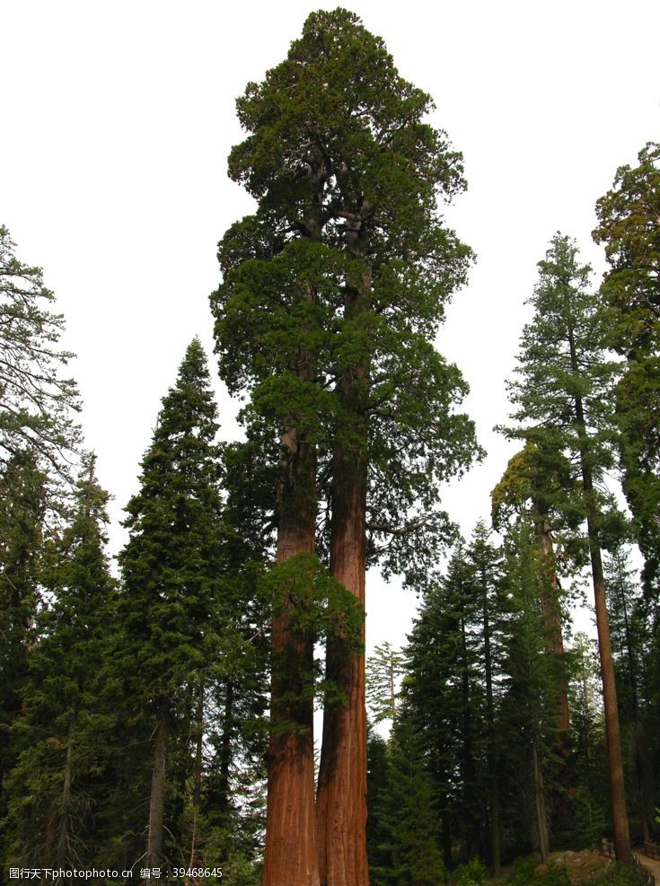 象山公园红杉树图片