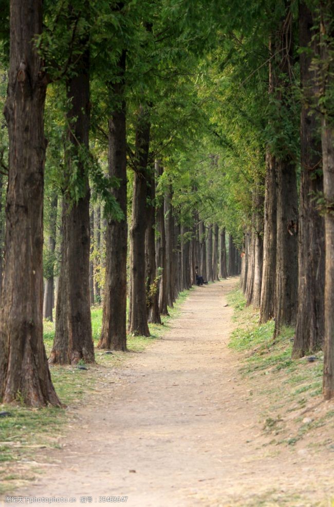 松山湖红杉树图片