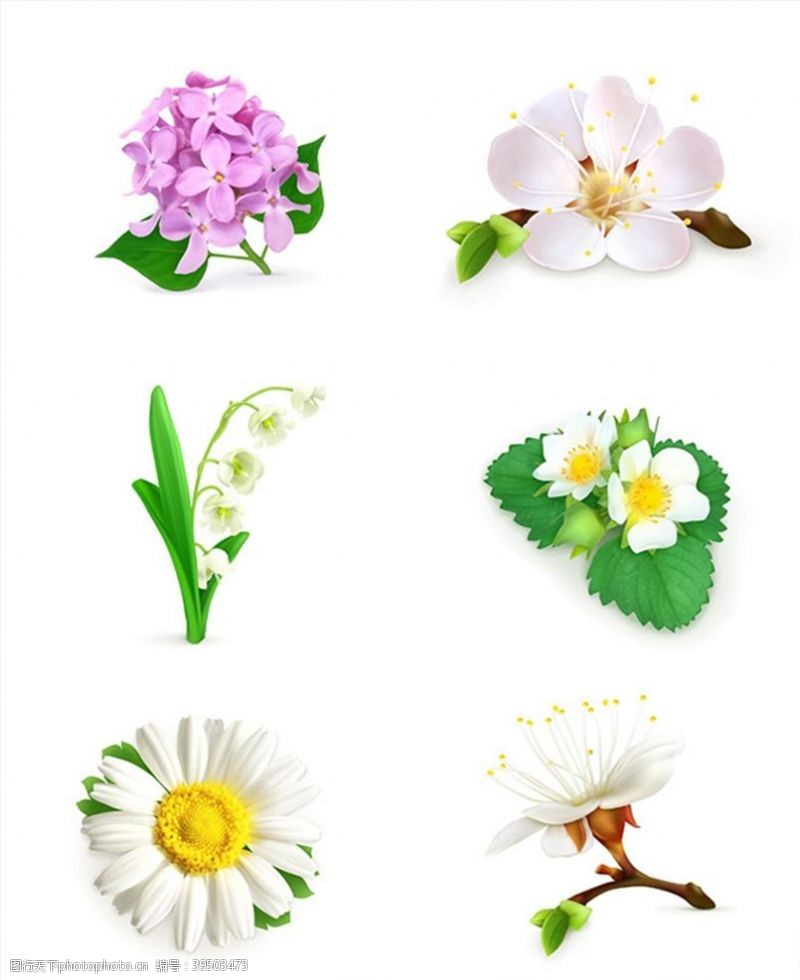 鲜花花卉花朵设计图片