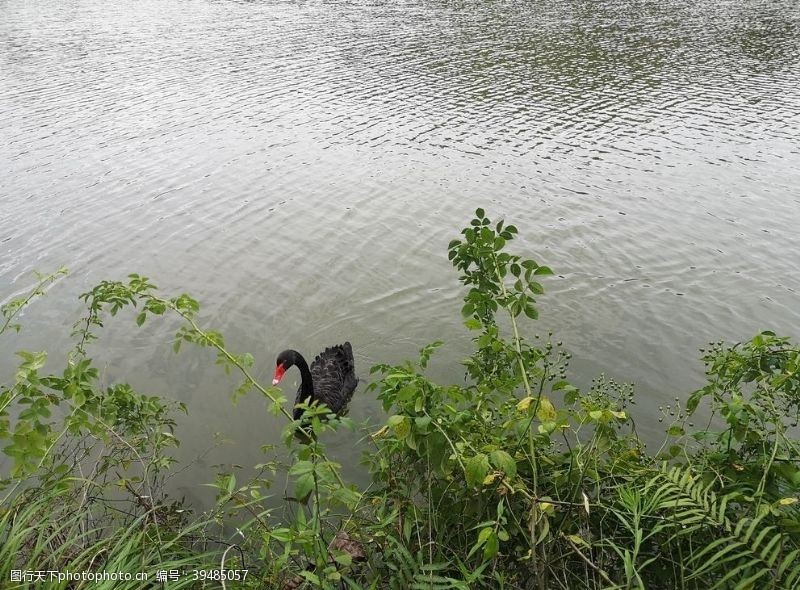 静静的湖面湖面的黑天鹅图片