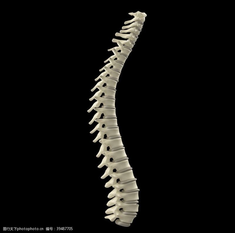 脊柱颈椎图片