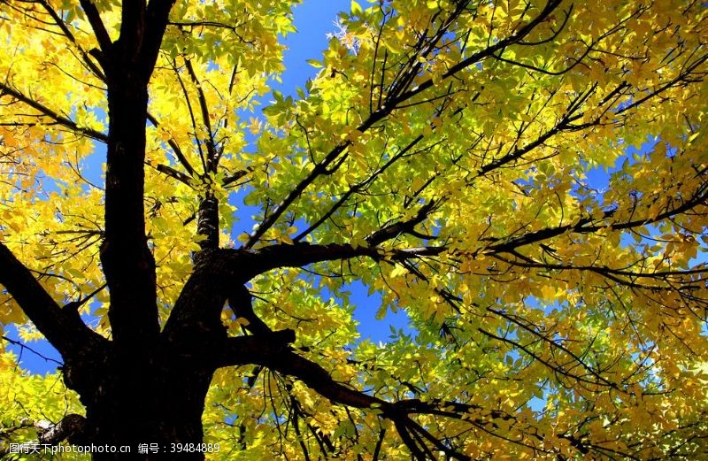枝繁叶茂金秋季节图片