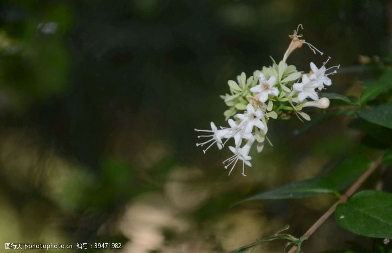 聚伞花序糯米条图片