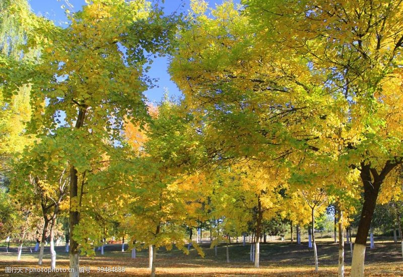 秋天的色彩秋景怡人秋色图片