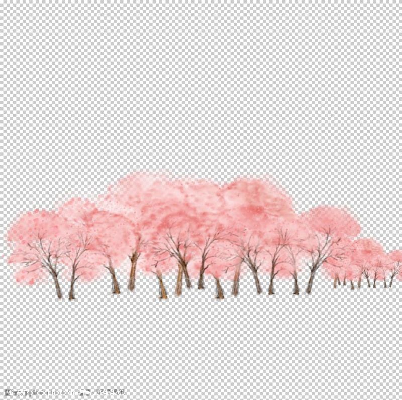 樱桃展架樱花素材图片