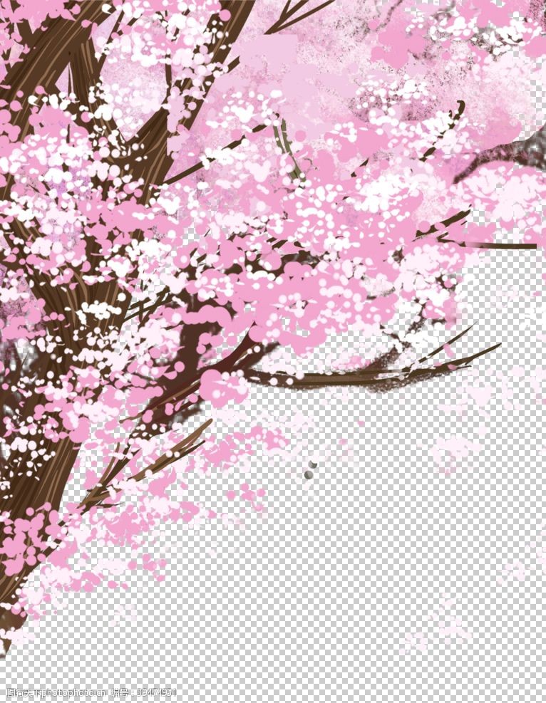 春日赏樱樱花素材图片