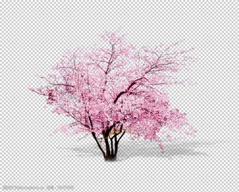 春天景色樱花装饰素材图片