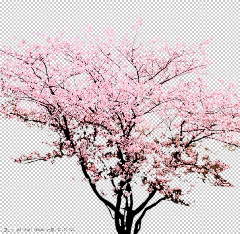 樱花烂漫樱花装饰素材图片