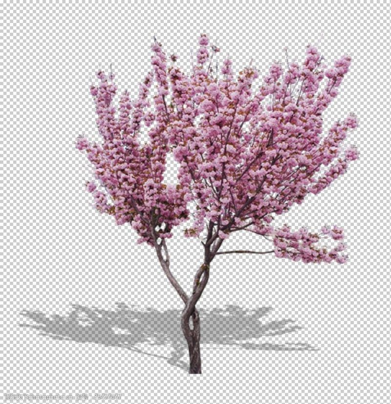 樱花公园樱花装饰素材图片