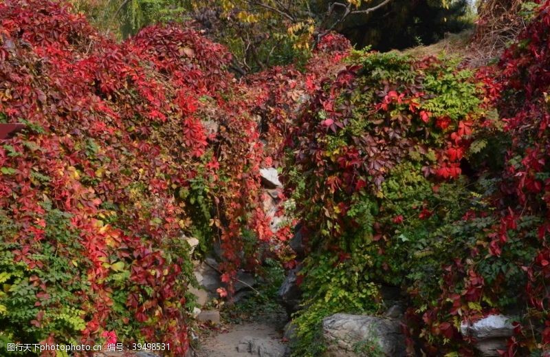 叶子彩叶风景图片