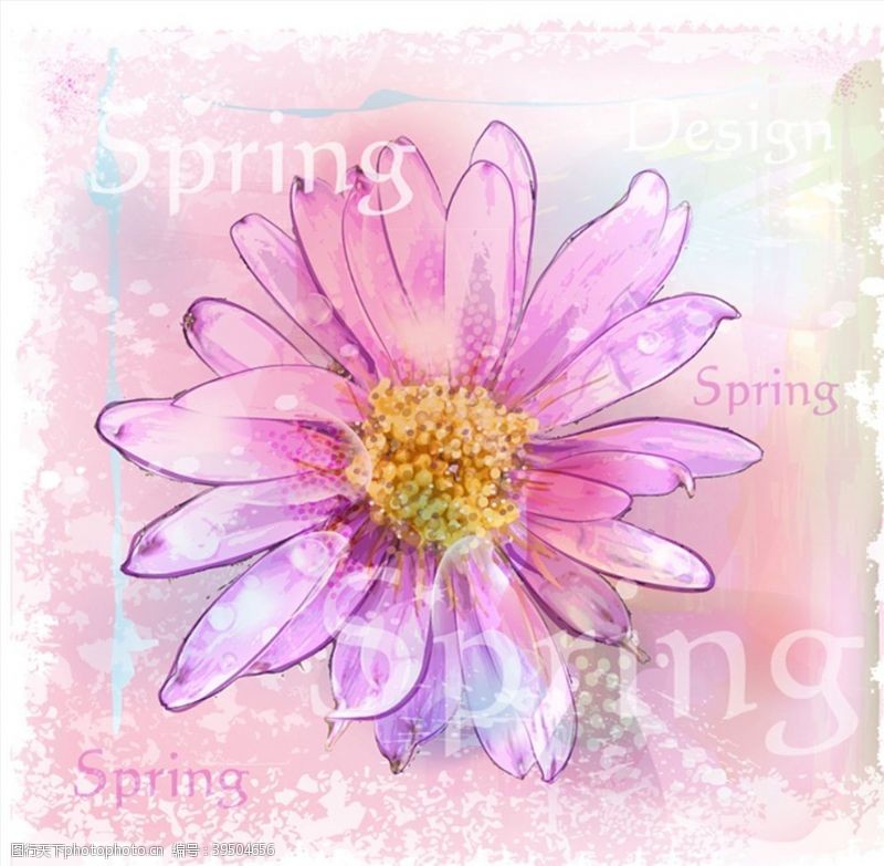 春季花卉粉色水彩菊花图片