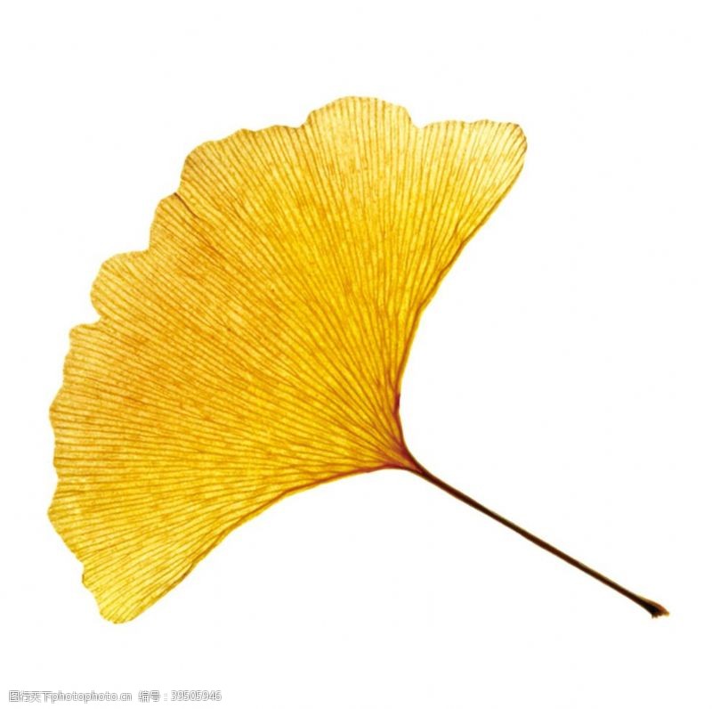 黄色银杏叶叶子png素材图片