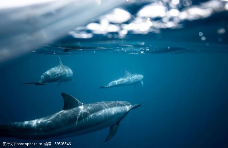 海豚摄影蓝豚图片