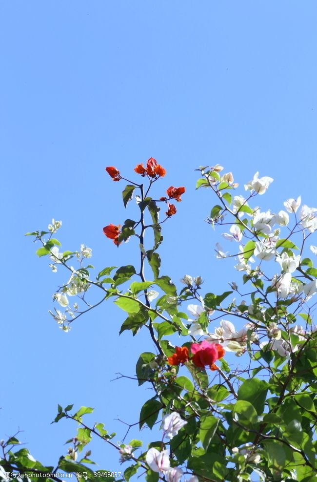 杜鹃花三角梅图片