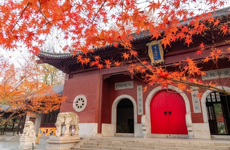 旅游季寺庙枫叶秋季旅游旅行背景素材图片