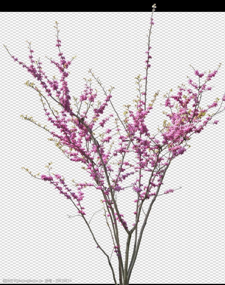 藤条透明底植物梅花图片
