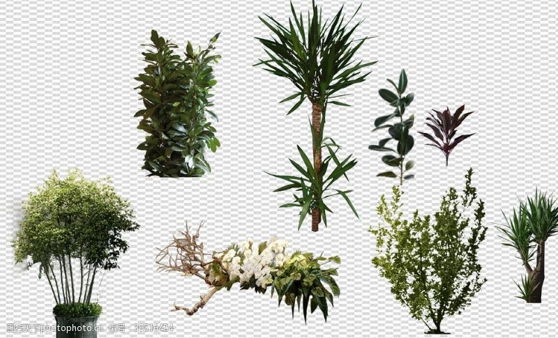 藤条背景透明底植物图片