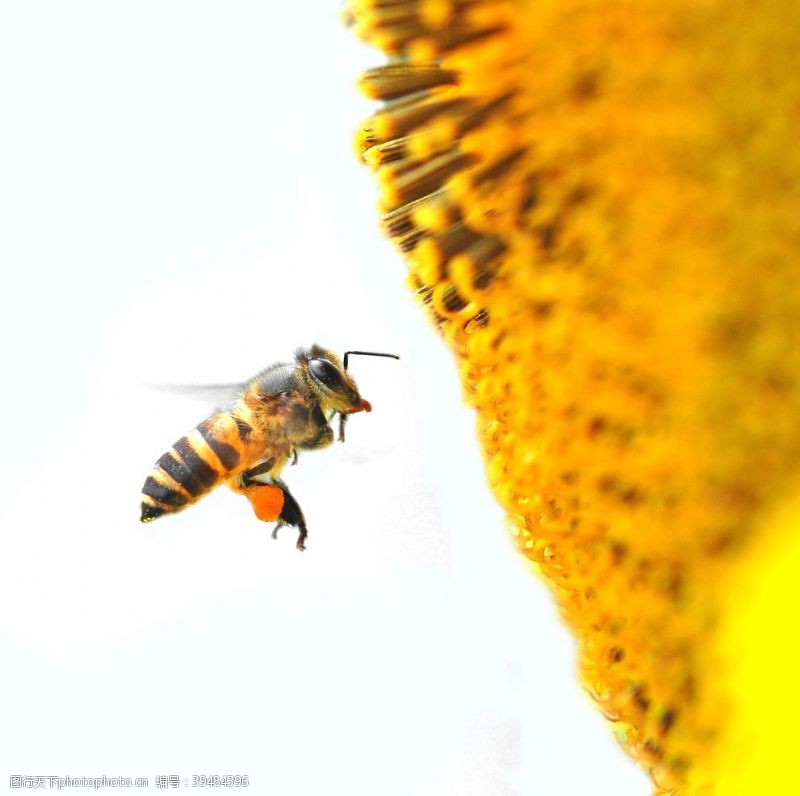 蜂鸟向日葵花前面的蜜蜂图片