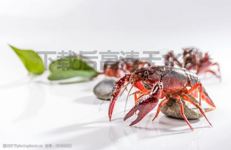 新鲜小龙虾小龙虾图片