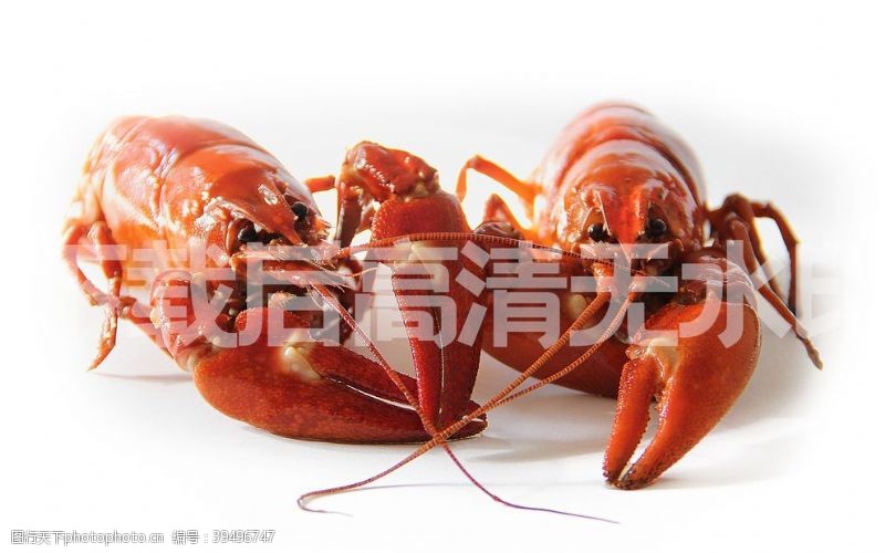麻辣小龙虾小龙虾图片