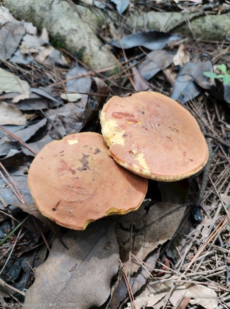蘑菇真菌野生菇类图片