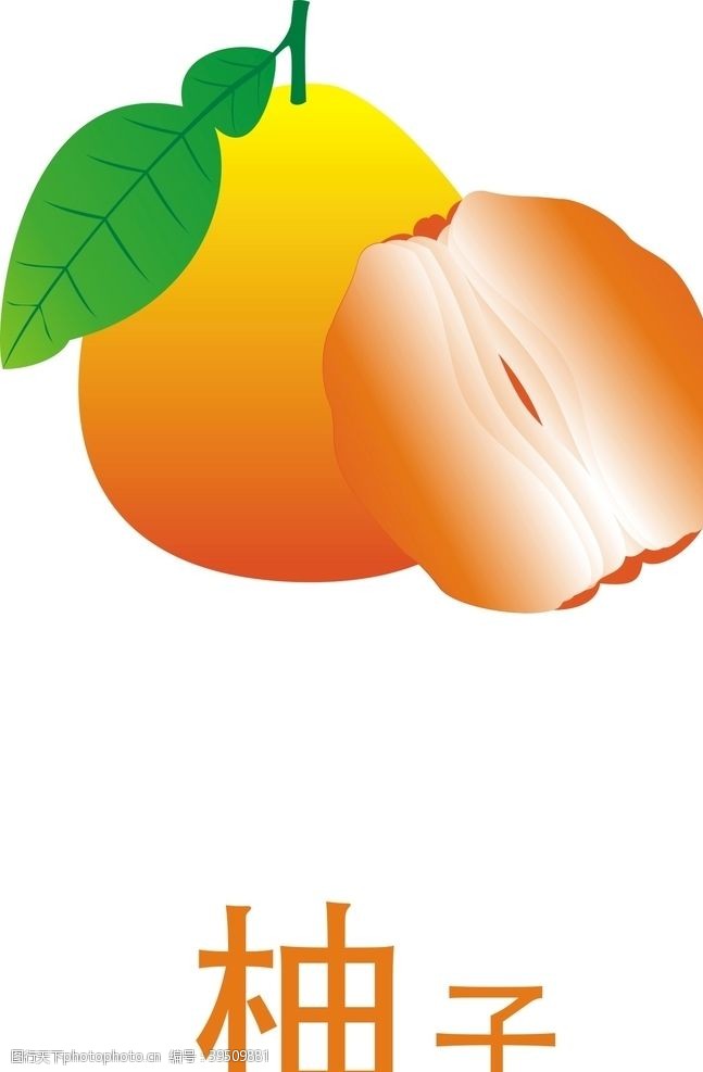 中秋团圆季柚子矢量图图片
