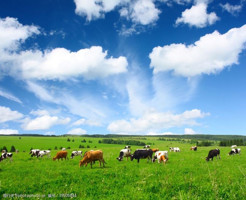 空中草原原野中的牛群风景图片