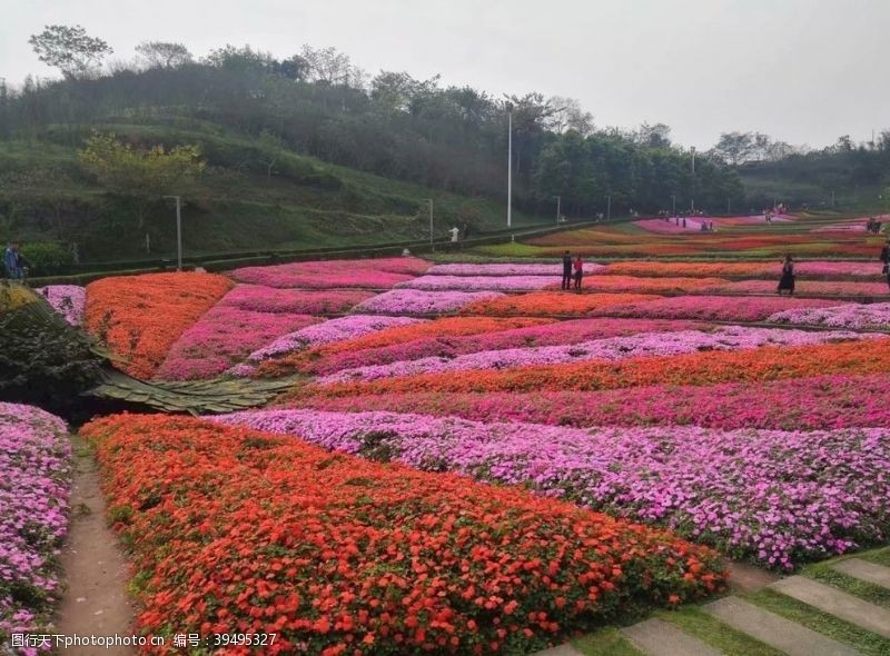 百花齐放白花盛开图片