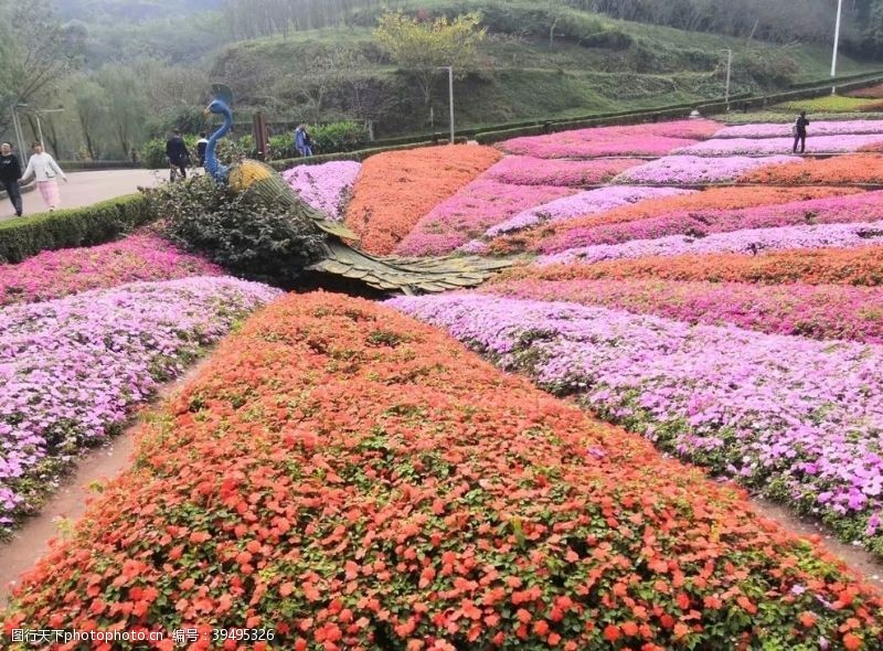 百花齐放百花争艳花展图片