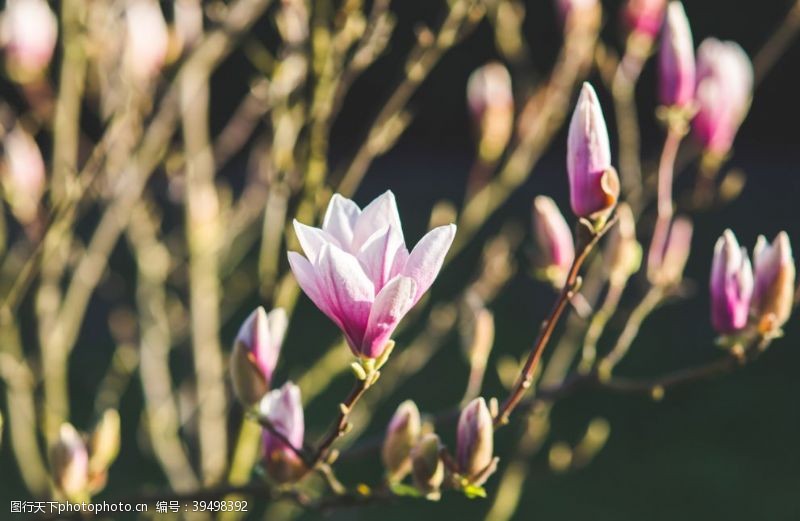 望春花白玉兰图片