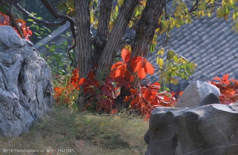 藤蔓红叶风景彩叶风景红叶子图片