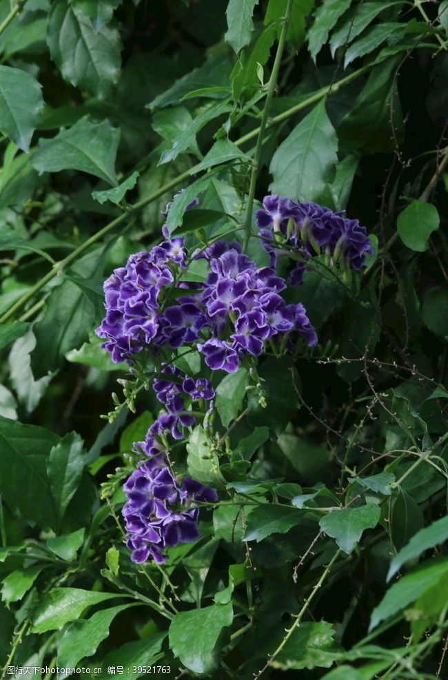 花蕾蕾丝金露花图片