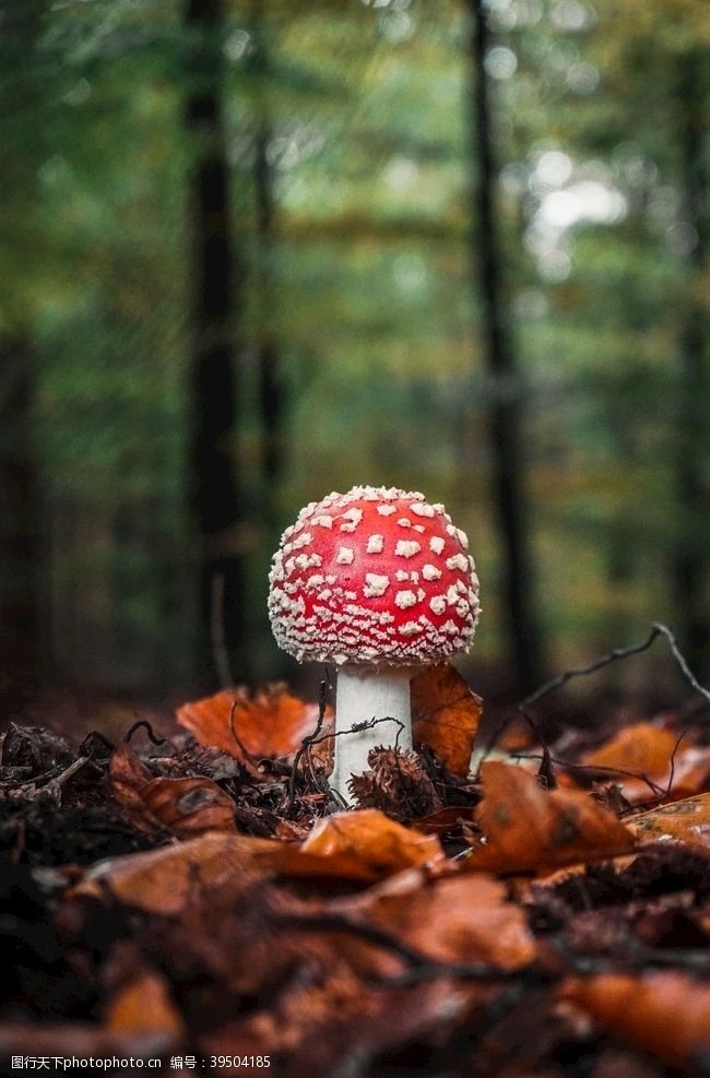 草菇蘑菇森林秋天秋叶树林图片