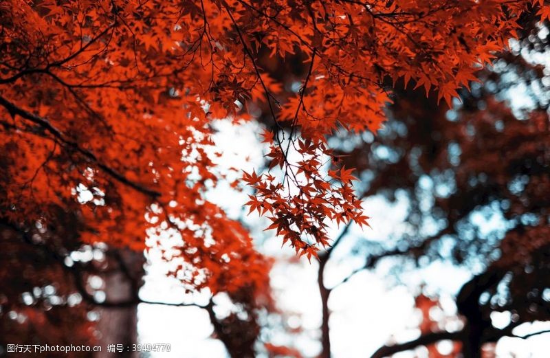 日本日本枫树日本伊势神宫外的枫叶图片