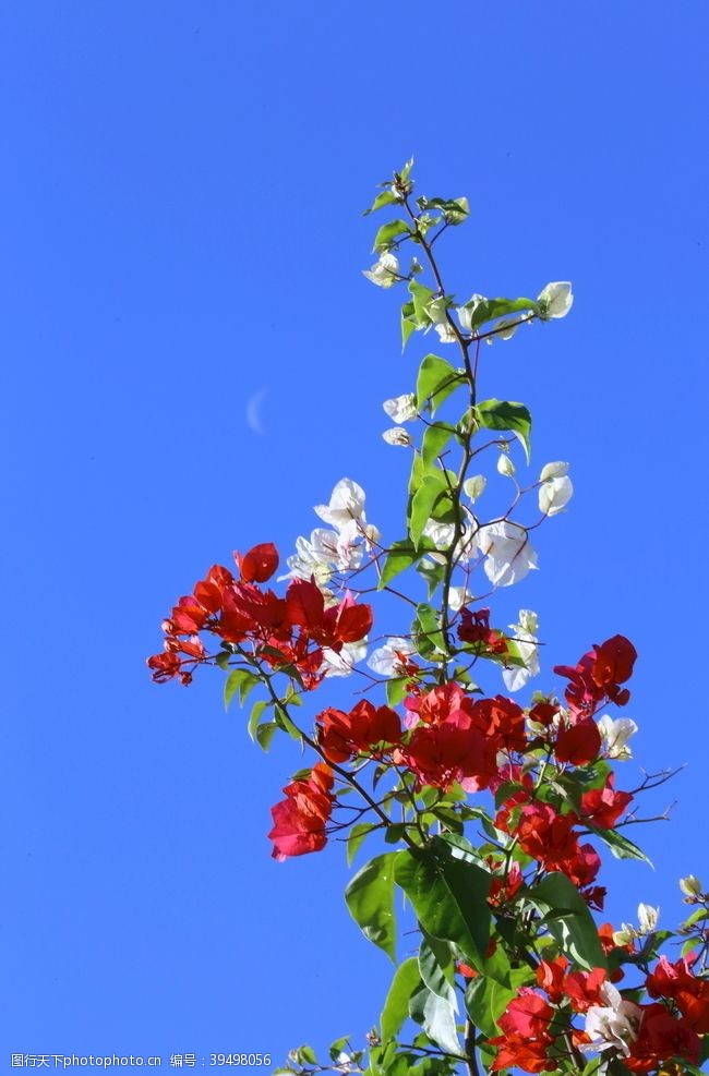 杜鹃花三角梅图片