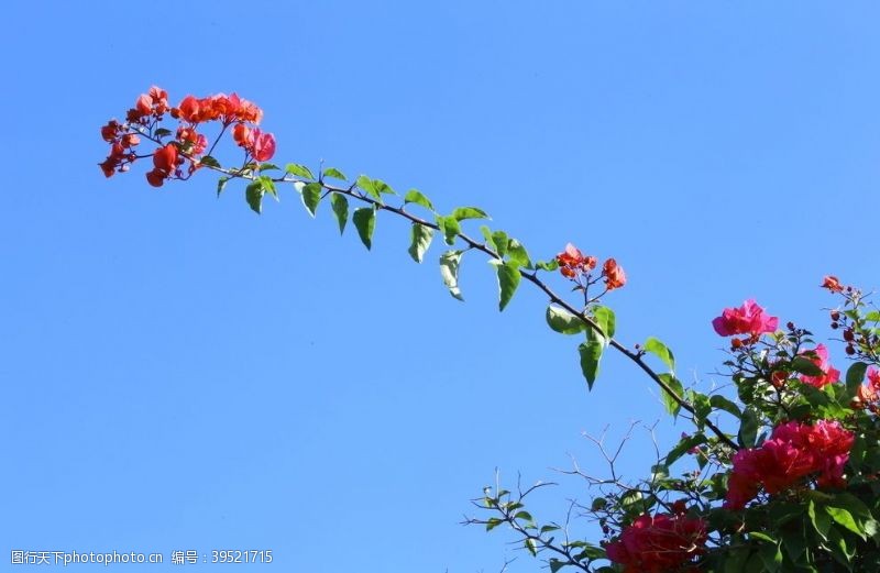 杜鹃花三角梅图片