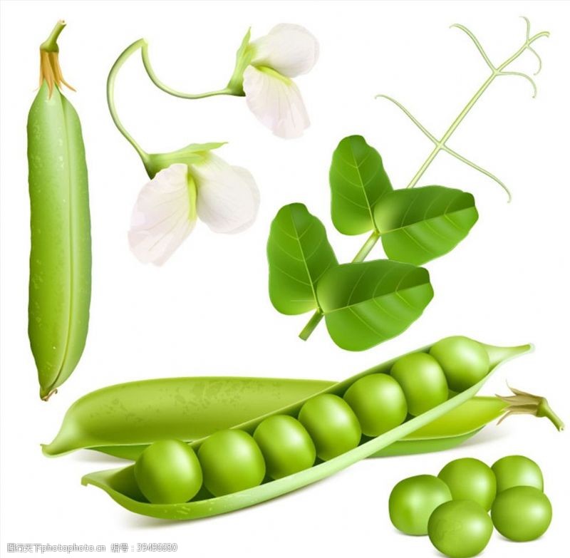 豌豆矢量素材新鲜豌豆设计图片