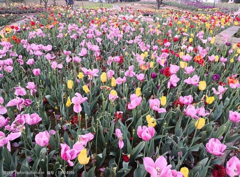 百花齐放百花图片