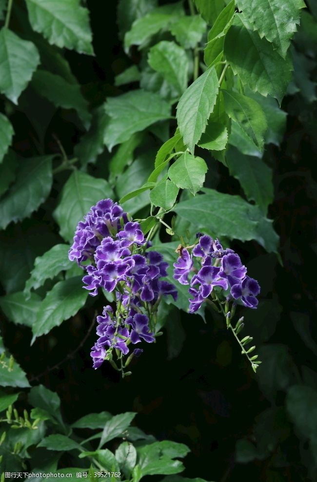 花蕾蕾丝金露花图片