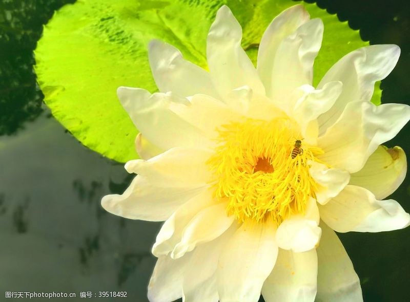 水芹莲蜜蜂采莲图片