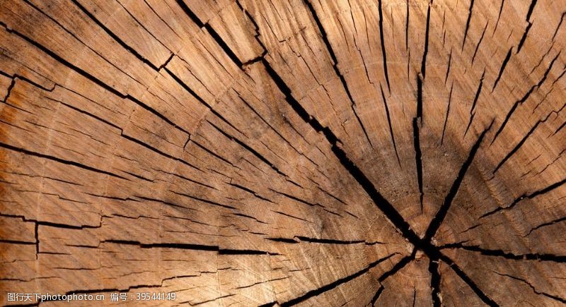 树年轮木材图片