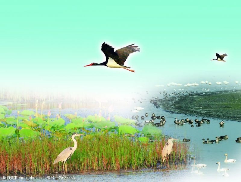 世界湿地日鸟类保护爱鸟周背景图图片