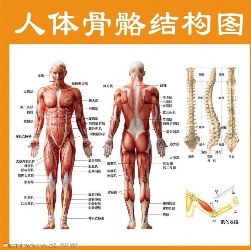 人体结构人体骨骼结构图图片