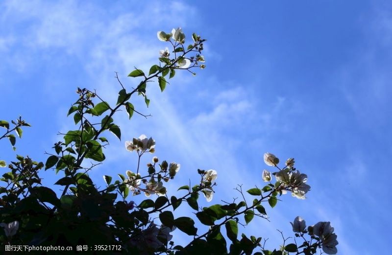 杜鹃花三角梅图片