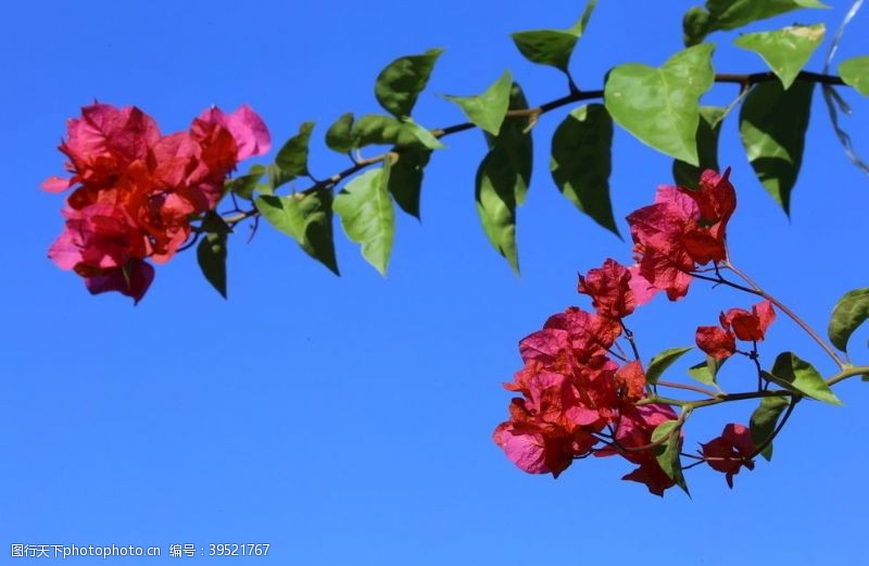 杜鹃花三角梅图片