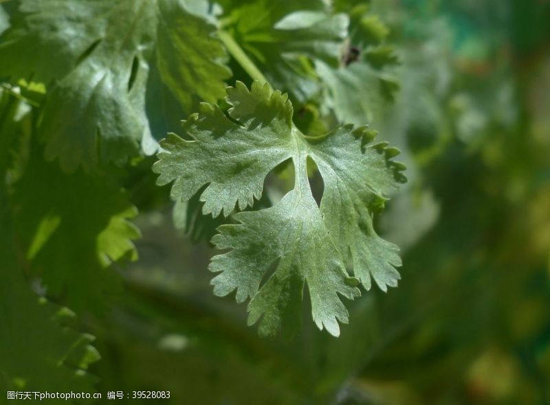 烤香堂香菜图片