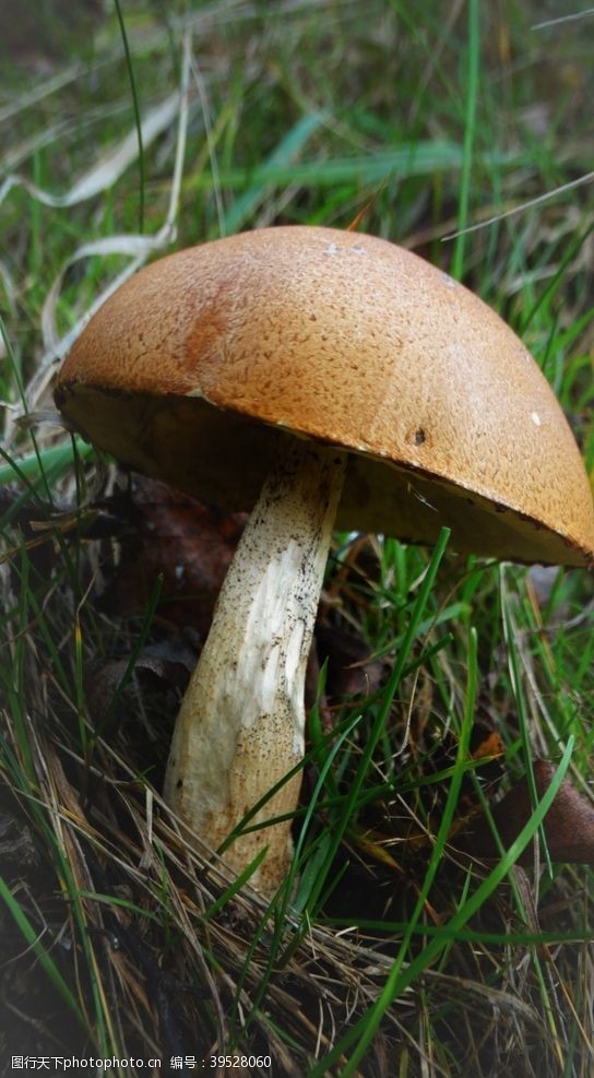 电料野生蘑菇图片