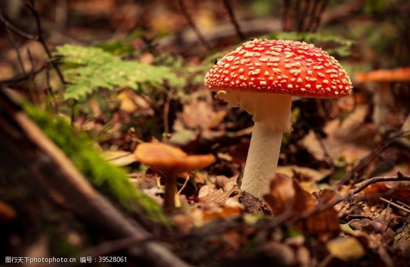 电料野生蘑菇图片